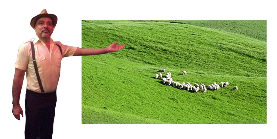 Yakov gesturing to his sheep in a green meadow