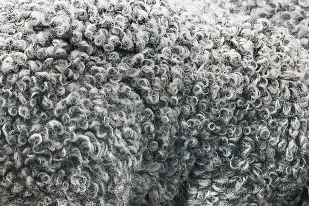 close up photo of sheep's coat
