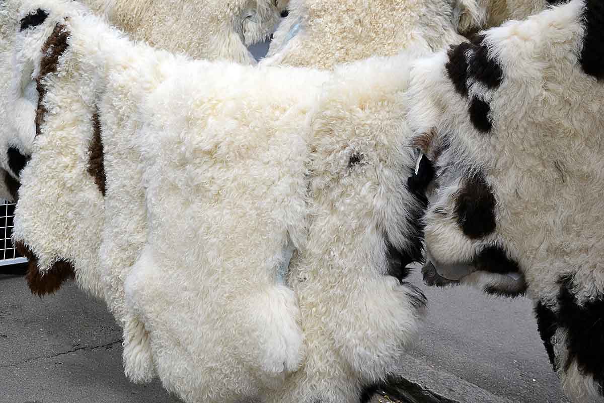 photo of hanging black and white sheepskins
