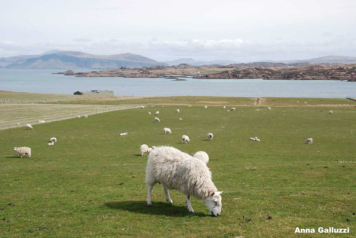photo of sheep grazing near the sea